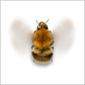 Bee animation
